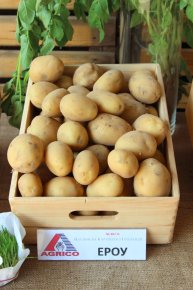 Світ картоплі в Семиполках