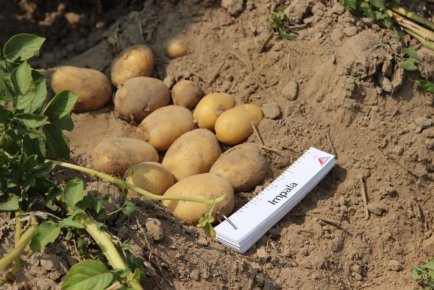 Мир картофеля в Семиполках