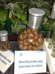 День Поля в Институте картофелеводства УААН (Немишаево)