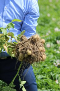 Відкриття нового картоплесховища Агріко Україна