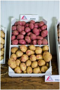Уроки майстерності для картоплярів