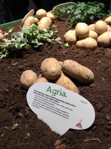 Agrico Variety & Seedling Show 2016