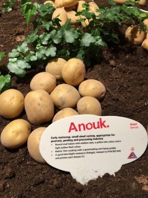 Agrico Variety & Seedling Show 2016