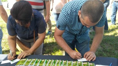 День поля в хозяйстве «Агрико Украина» на Черниговщине