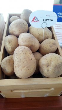 Выращивание картофеля на Востоке Украины