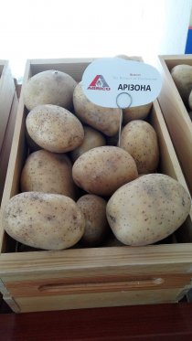 Выращивание картофеля на Востоке Украины