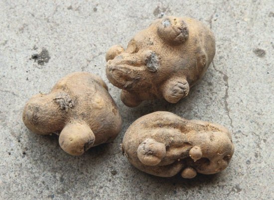 Як управляти стресами при вирощуванні картоплі?