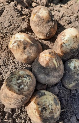 Новини з картопляних полів: підсумки липня