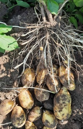 Новини з картопляних полів: підсумки липня
