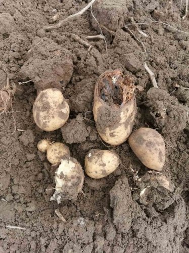 Новини з полів – збирання картоплі триває