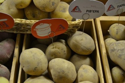 Рівненщина демонструє дійсно високі врожаї картоплі цього року