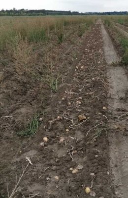 Новини з полів – збирання картоплі триває