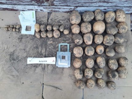 Ощадна система живлення картоплі в умовах азотного дефіциту