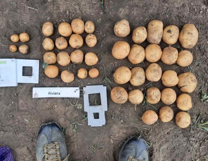 Ощадна система живлення картоплі в умовах азотного дефіциту