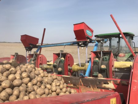 Посадка картоплі та як вона впливає на урожайність