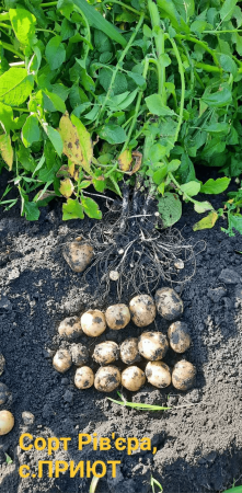 Вісті з картопляних полів Дніпра