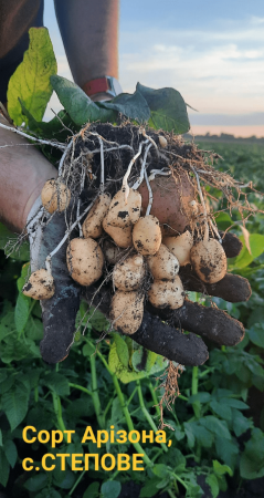 Вісті з картопляних полів Дніпра