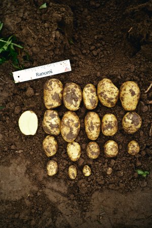 Традиційна Картопляна Майстерня 2023