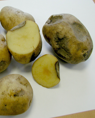Актуальні питання збирання картоплі