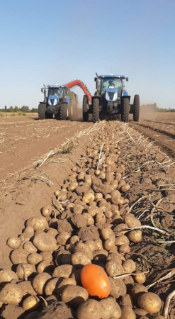 Актуальні питання збирання картоплі