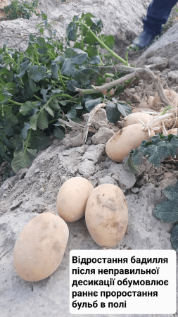 Актуальні питання збирання картоплі сезону 2023