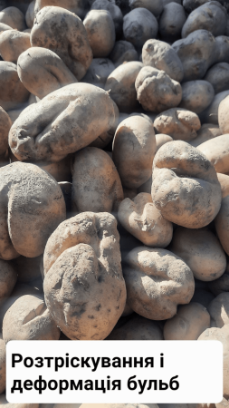 Актуальні питання збирання картоплі сезону 2023